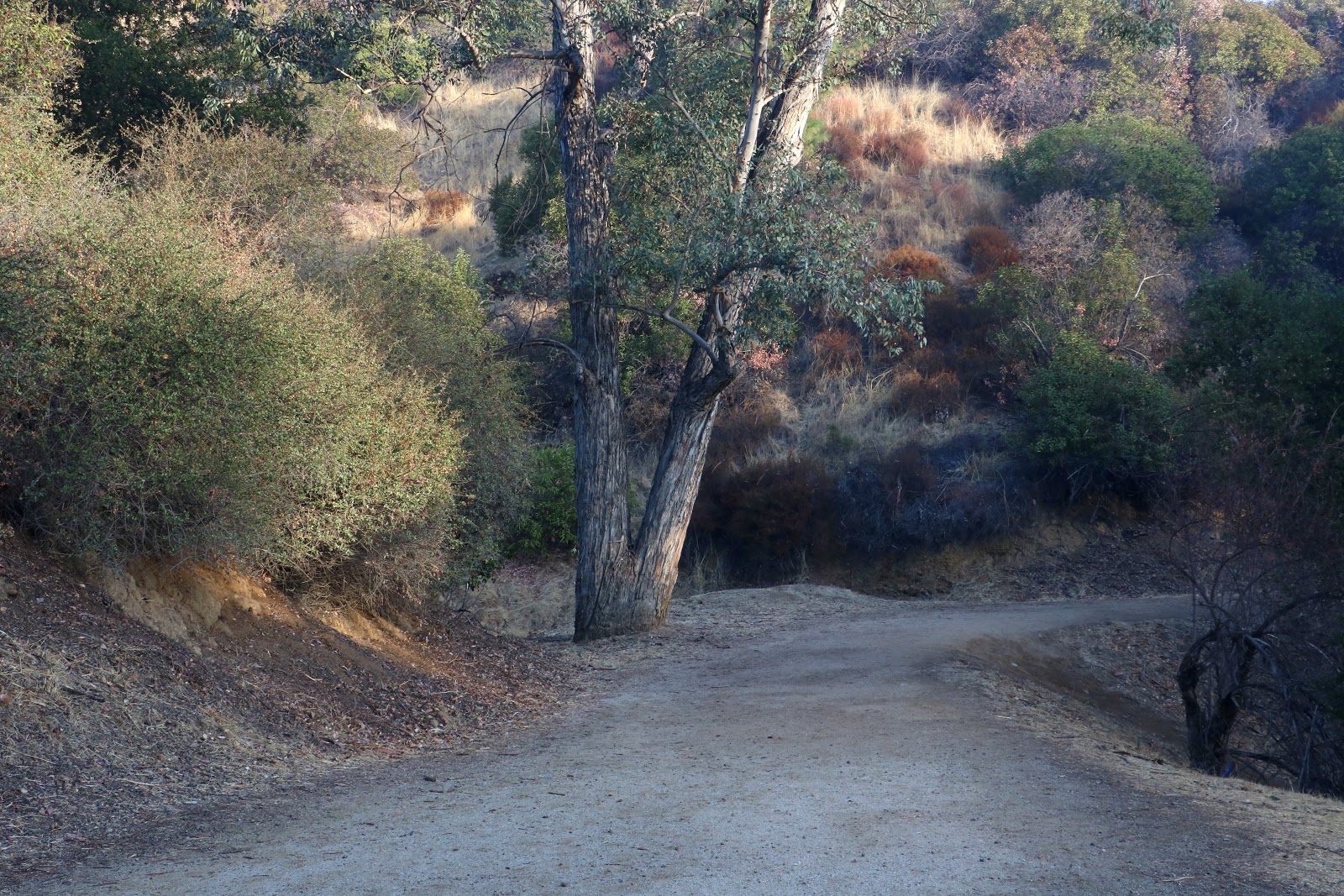 Member Griffith Park Trails in Los Angeles CA